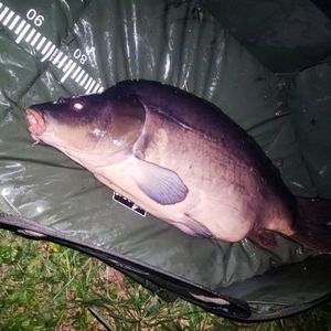 Mirror Carp