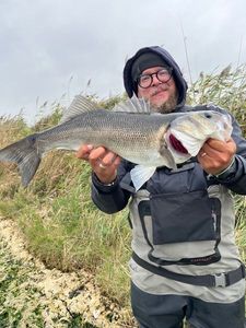 European Bass (Seabass)