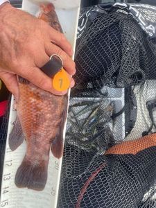 Ballan Wrasse