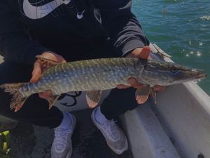Northern Pike