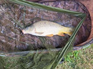 Common Carp