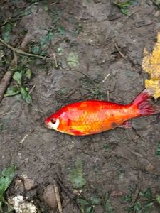 Goldfish