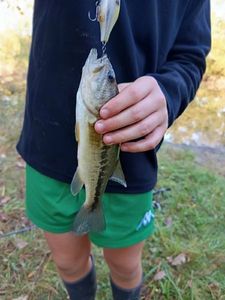 Largemouth Bass