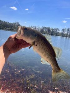 Largemouth Bass