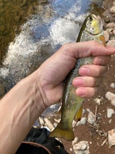 Brown Trout