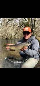 Brown Trout