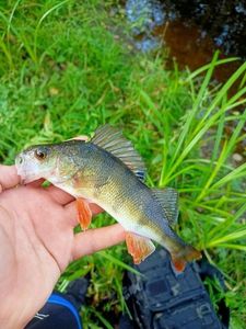European Perch