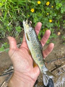 Brown Trout