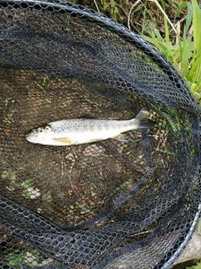 Brown Trout