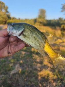 Largemouth Bass