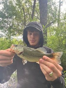 Smallmouth Bass
