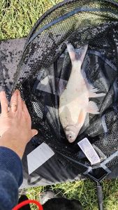 Common Bream