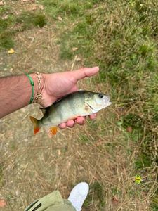 European Perch