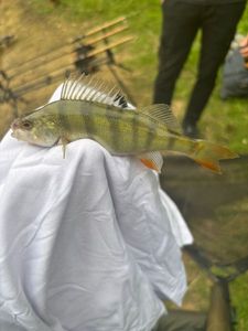 Green Sunfish