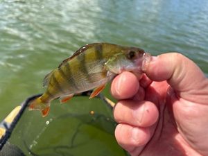 European Perch