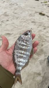 White Seabream