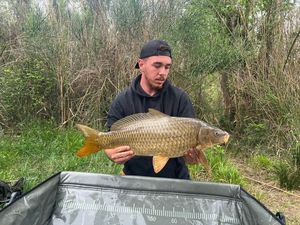 Common Carp