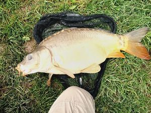 Mirror Carp