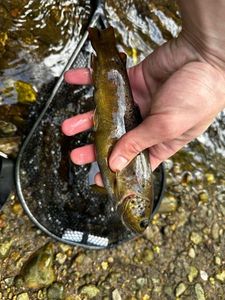 Brown Trout