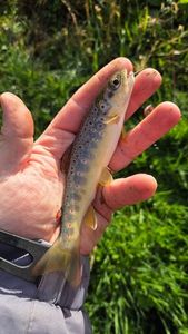 Brown Trout