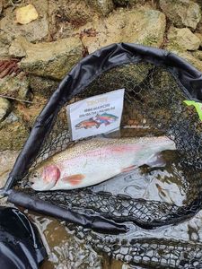 Rainbow Trout