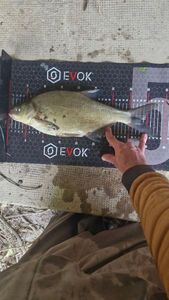 Common Bream