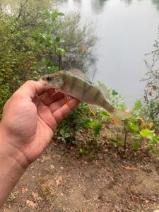 European Perch