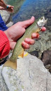 Brook Trout