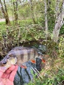 European Perch