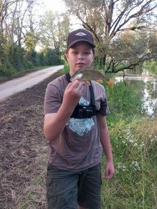 European Perch