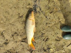 Common Carp