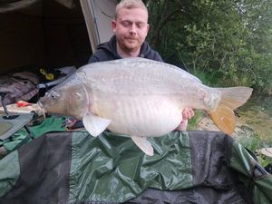 Mirror Carp