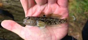Round Goby