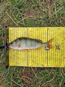 European Perch