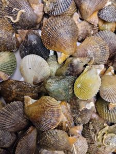 Variegated Scallop