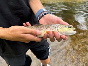 Brown Trout