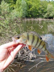European Perch