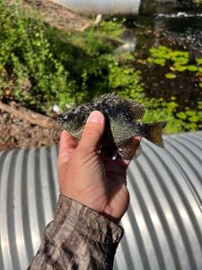 Bluegill