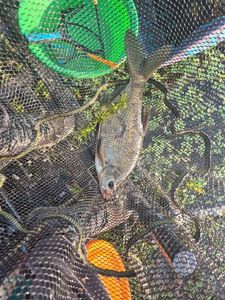 Common Bream