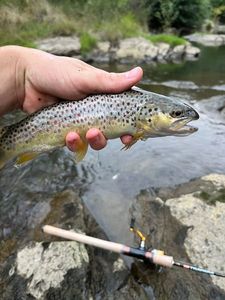 Brown Trout