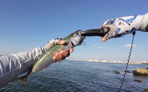 Mackerel