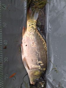 Carpe Miroir