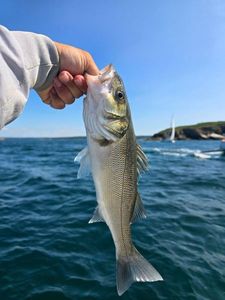 European Bass (Seabass)