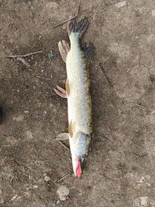 Northern Pike