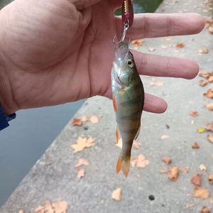 European Perch