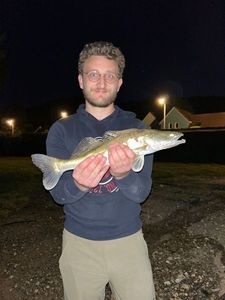 Zander
