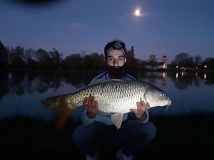 Common Carp