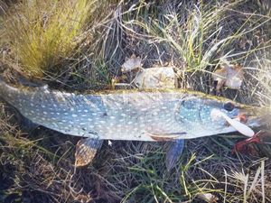 Northern Pike