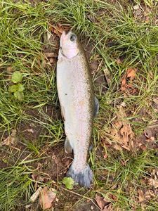Rainbow Trout