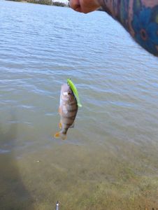 European Perch